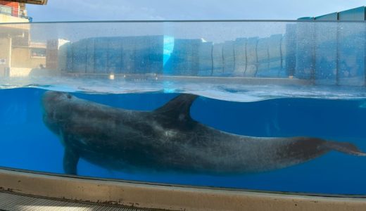 4歳児と楽しむ！新江ノ島水族館、ここがすごい！